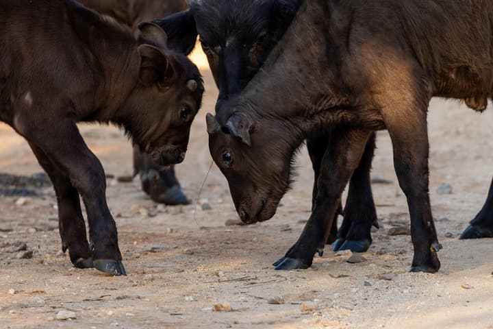 Karongwe - Chisomo Safari Camp