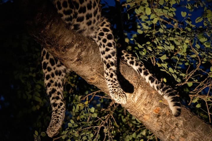 Karongwe - Chisomo Safari Camp