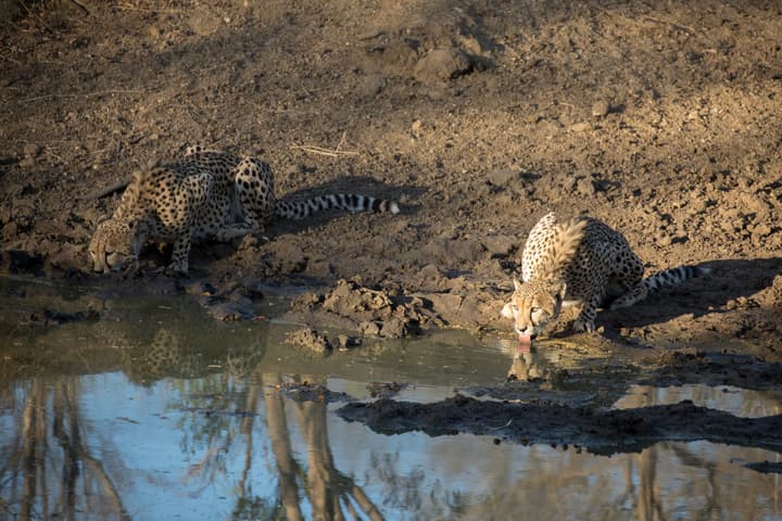 Karongwe - Chisomo Safari Camp