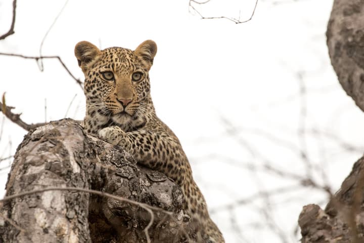 Karongwe - Chisomo Safari Camp