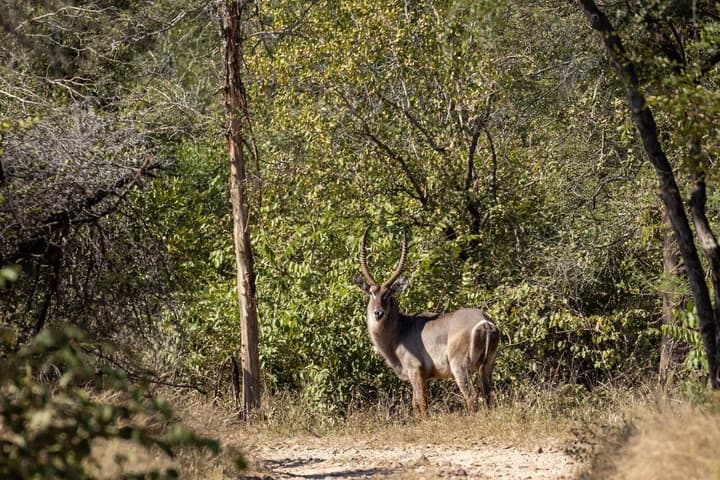 Karongwe - Chisomo Safari Camp