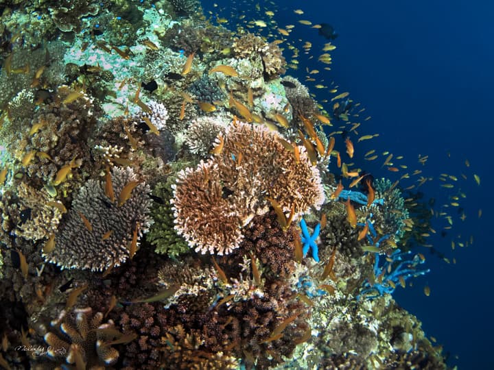 Turtle Bay Dive Resort