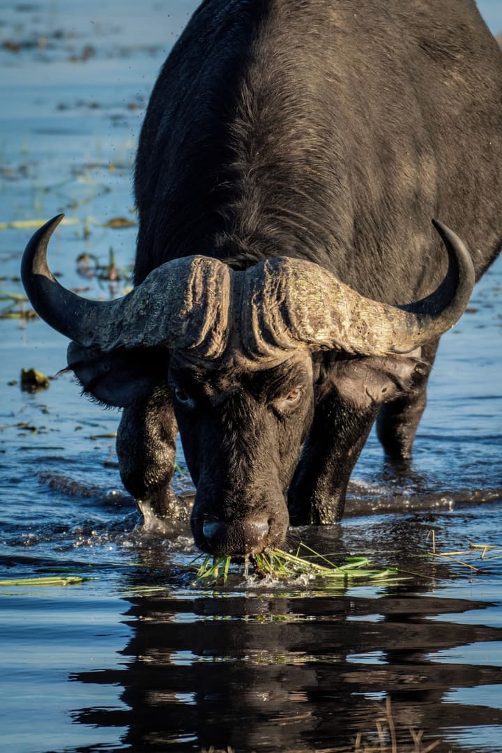 Chobe Safari Lodge