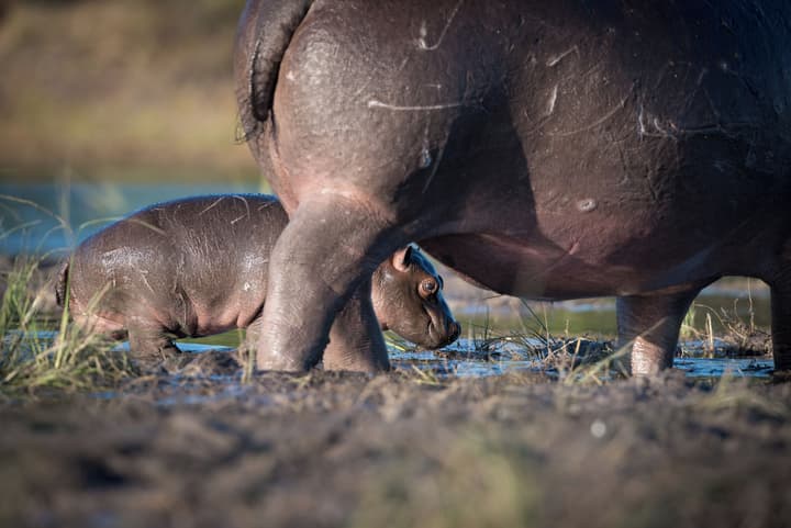 Chobe Safari Lodge