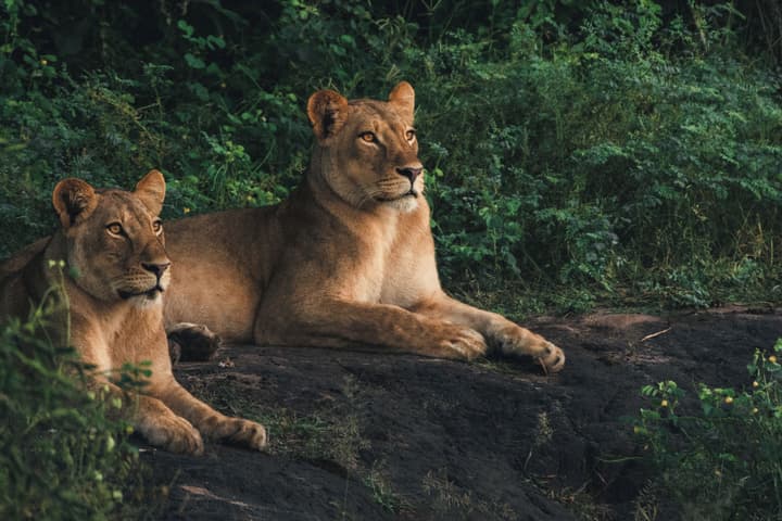 Chobe Safari Lodge