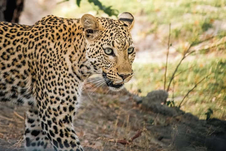 Chobe Safari Lodge