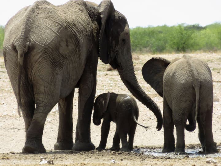 Etosha Safari Camping2Go