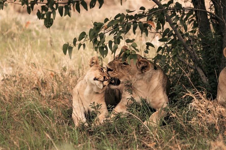 Etosha Safari Camping2Go
