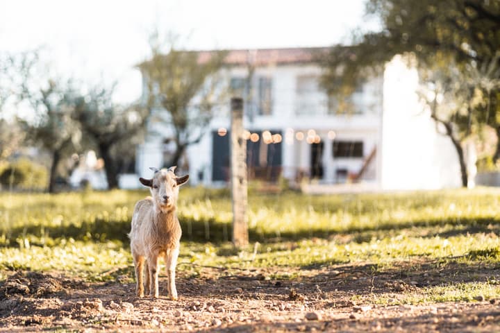 Granja da Cabrita