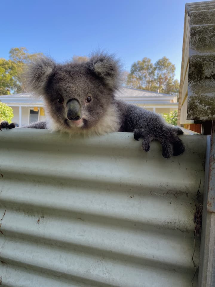 Tindoona Cottages