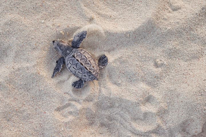 Sandals Barbados - ALL INCLUSIVE Adults Only