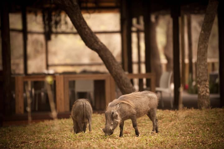 Moditlo River Lodge
