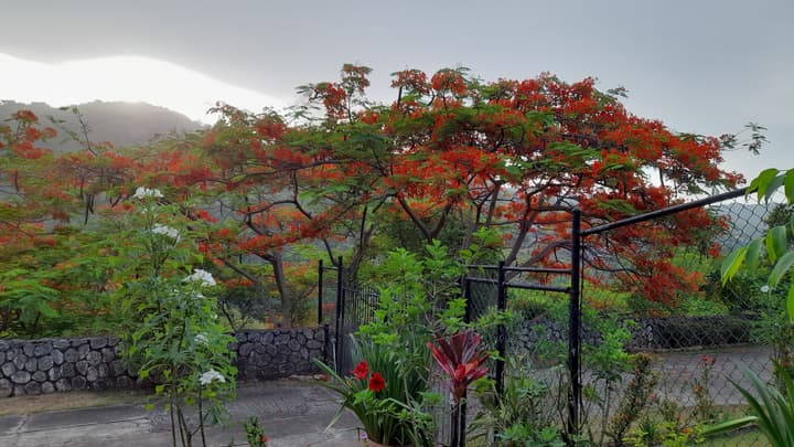 Neita's Nest - Jamaican Bed & Breakfast