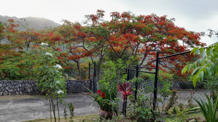 Neita's Nest - Jamaican Bed & Breakfast