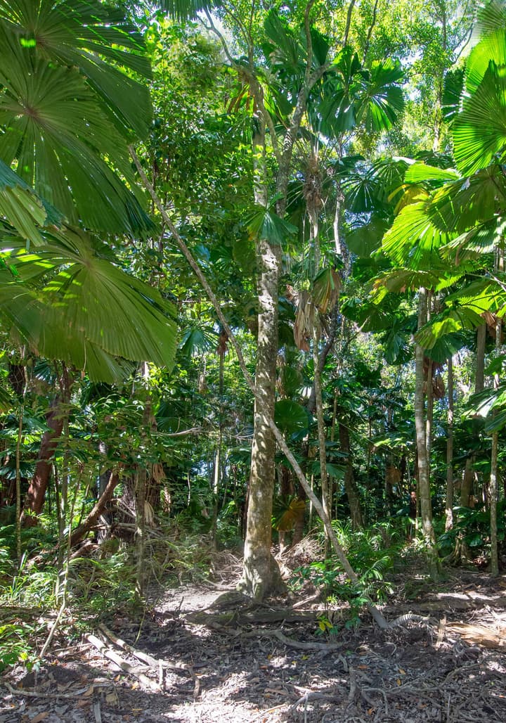 Cape Tribulation Beach House