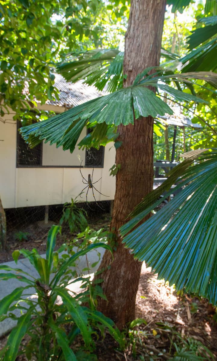 Cape Tribulation Beach House