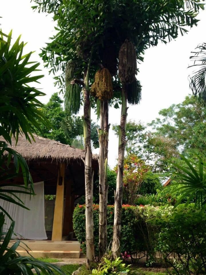 Palm Garden Resort