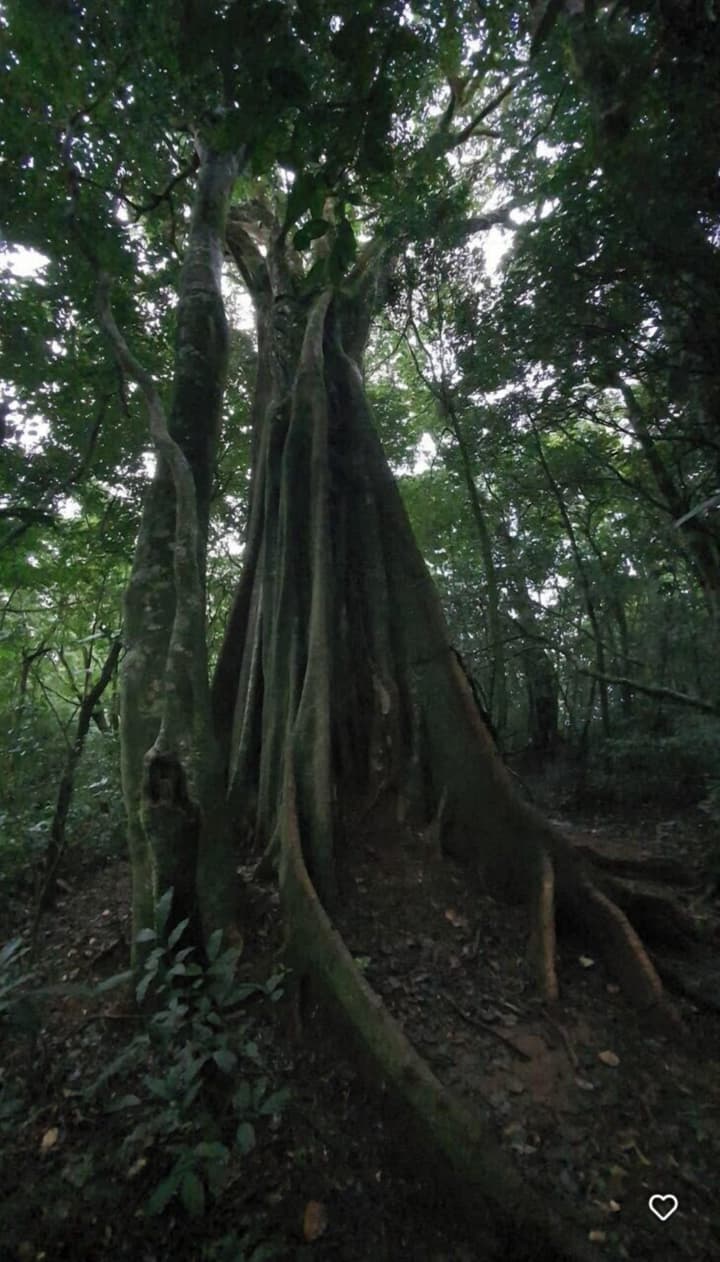 The Green Tree Lodge