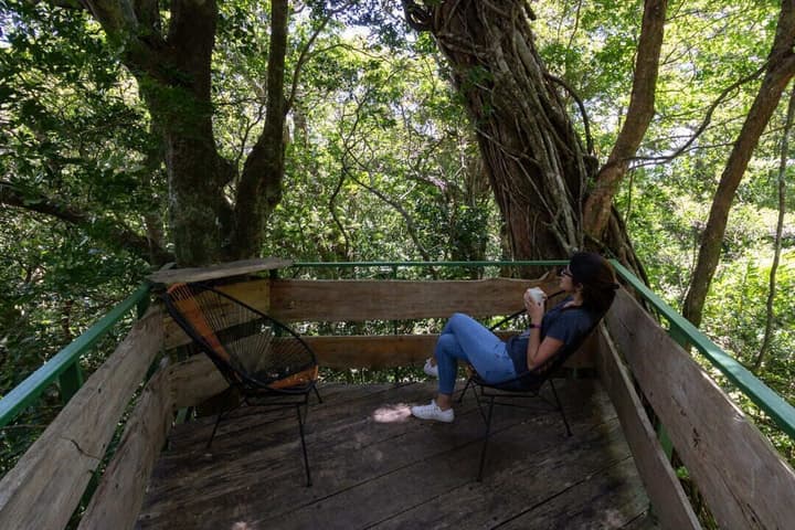 The Green Tree Lodge