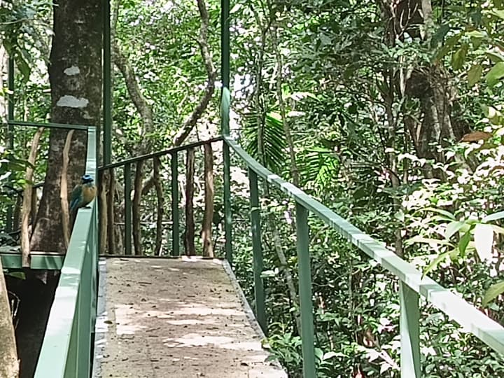The Green Tree Lodge