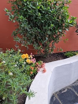 ISLA BONITA SUITES