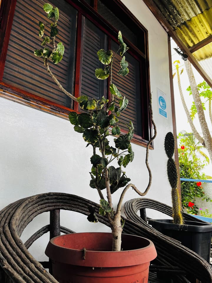Hostal Las Gardenias