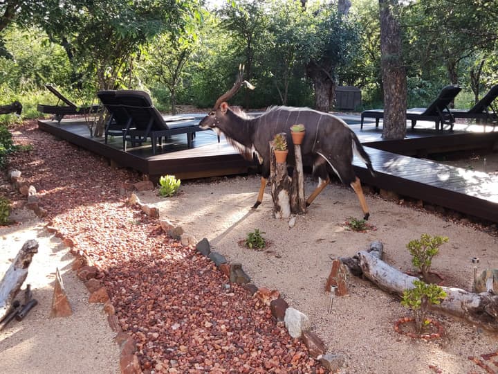 Gem in the bush lodge