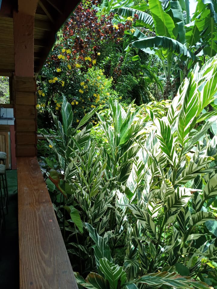 Berkey's Jungle Paradise