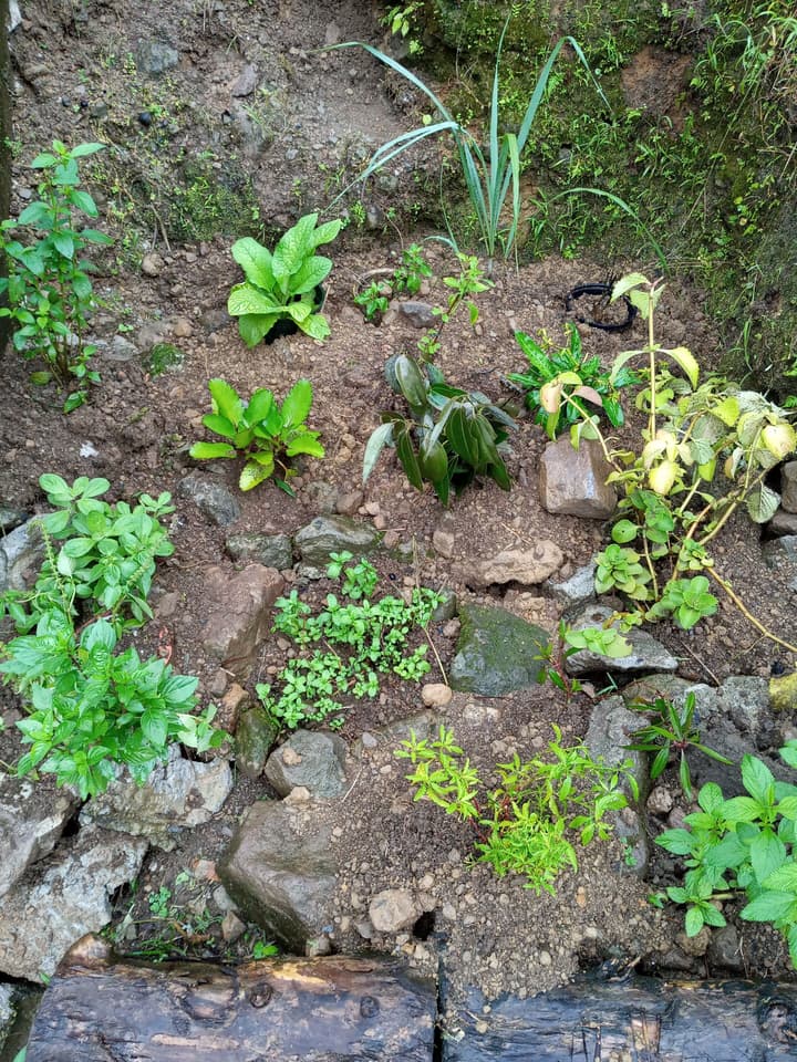 Berkey's Jungle Paradise