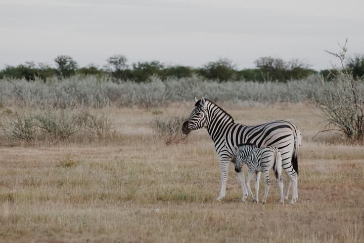 Etosha Safari Camp