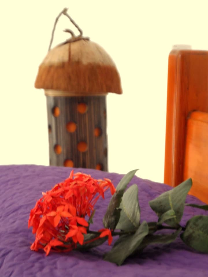Rose des Vents