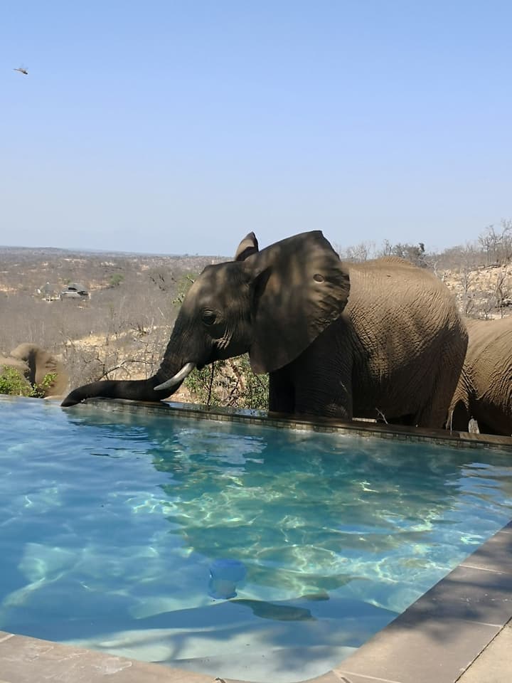 Mbizi Bush Lodge