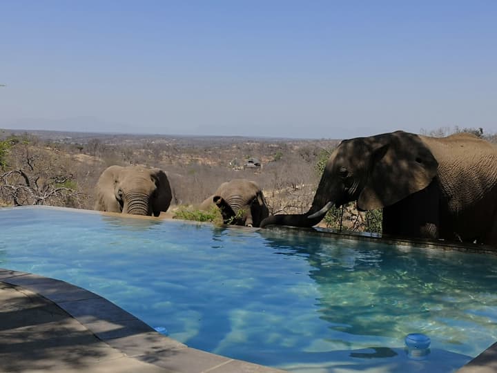 Mbizi Bush Lodge