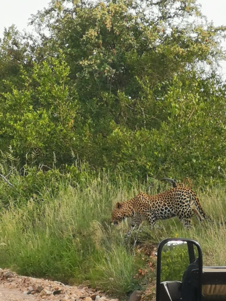 Mbizi Bush Lodge