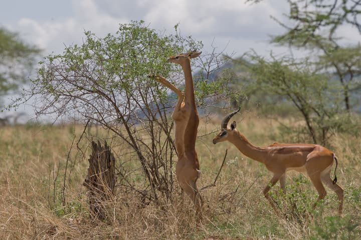 Samburu Sopa Lodge
