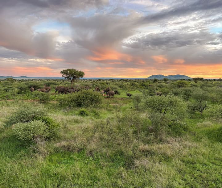 KUOOM SERENGETI