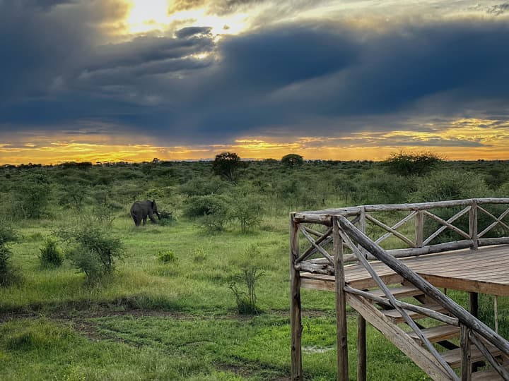 KUOOM SERENGETI