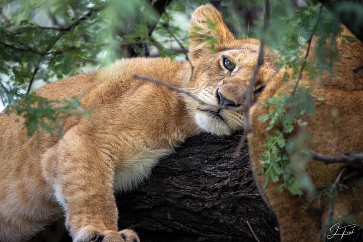 Anantya Serengeti