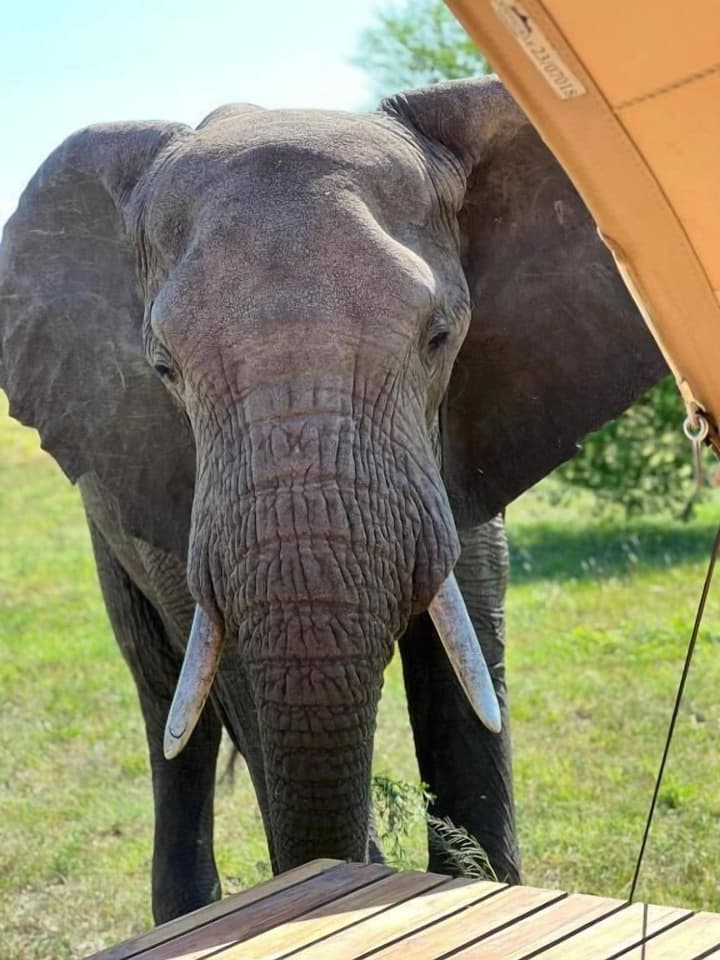Anantya Serengeti