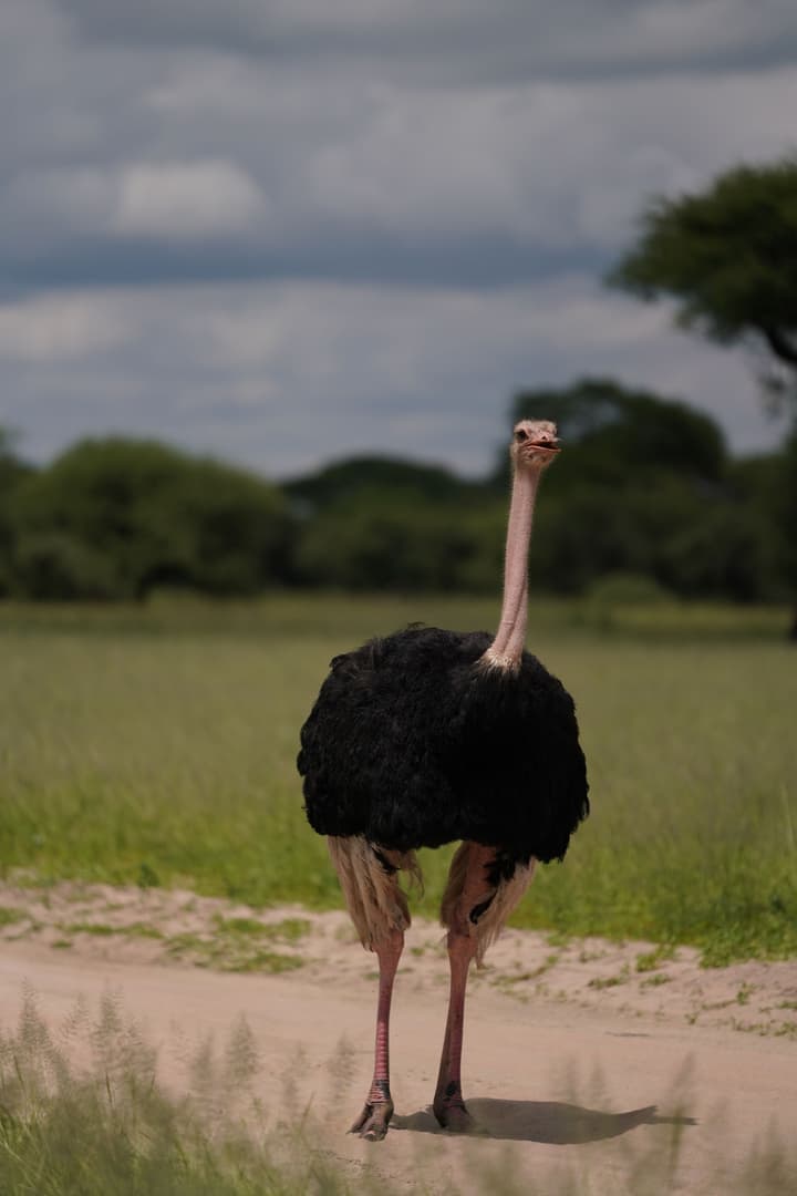 Anantya Serengeti