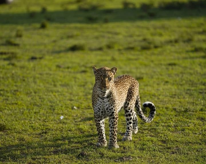 Anantya Serengeti