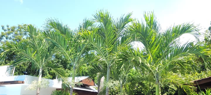 Green Oasis Hotel