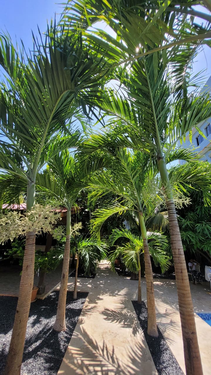 Green Oasis Hotel