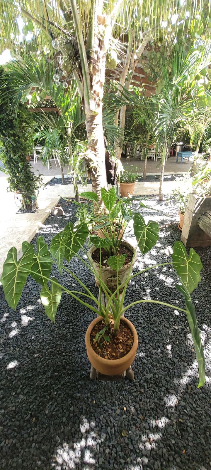 Green Oasis Hotel