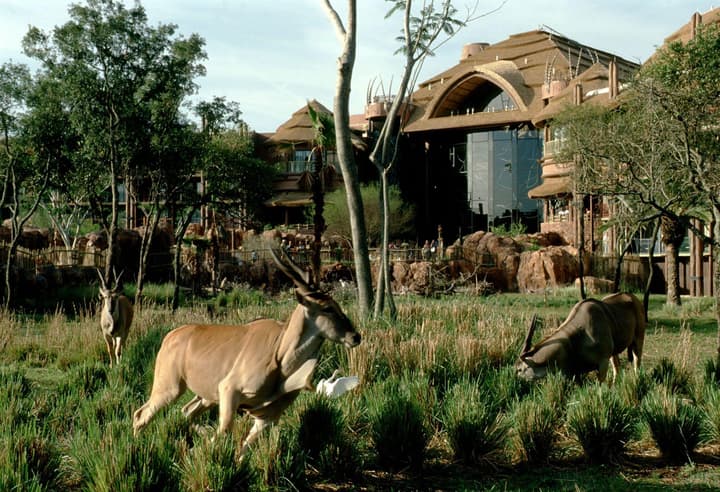 Disney's Animal Kingdom Lodge