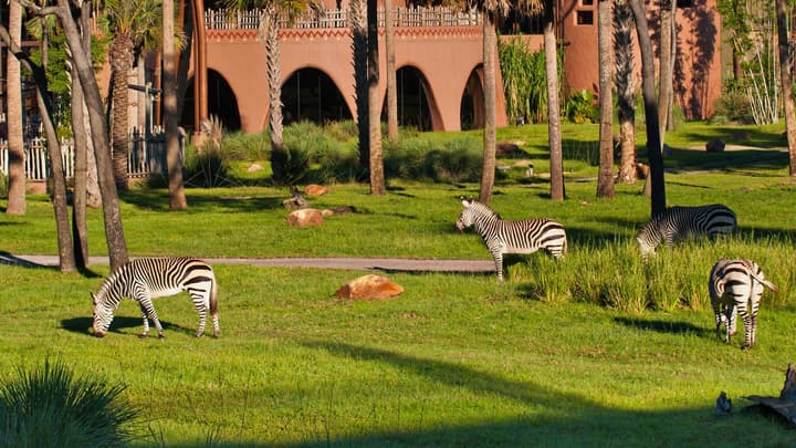 Disney's Animal Kingdom Lodge