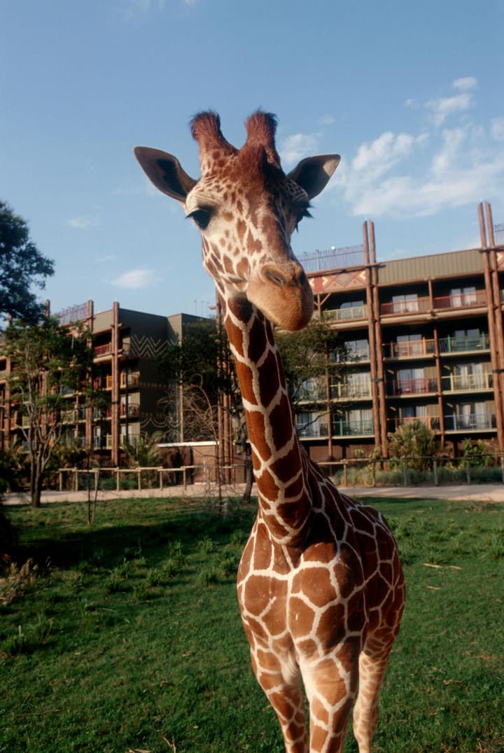 Disney's Animal Kingdom Lodge
