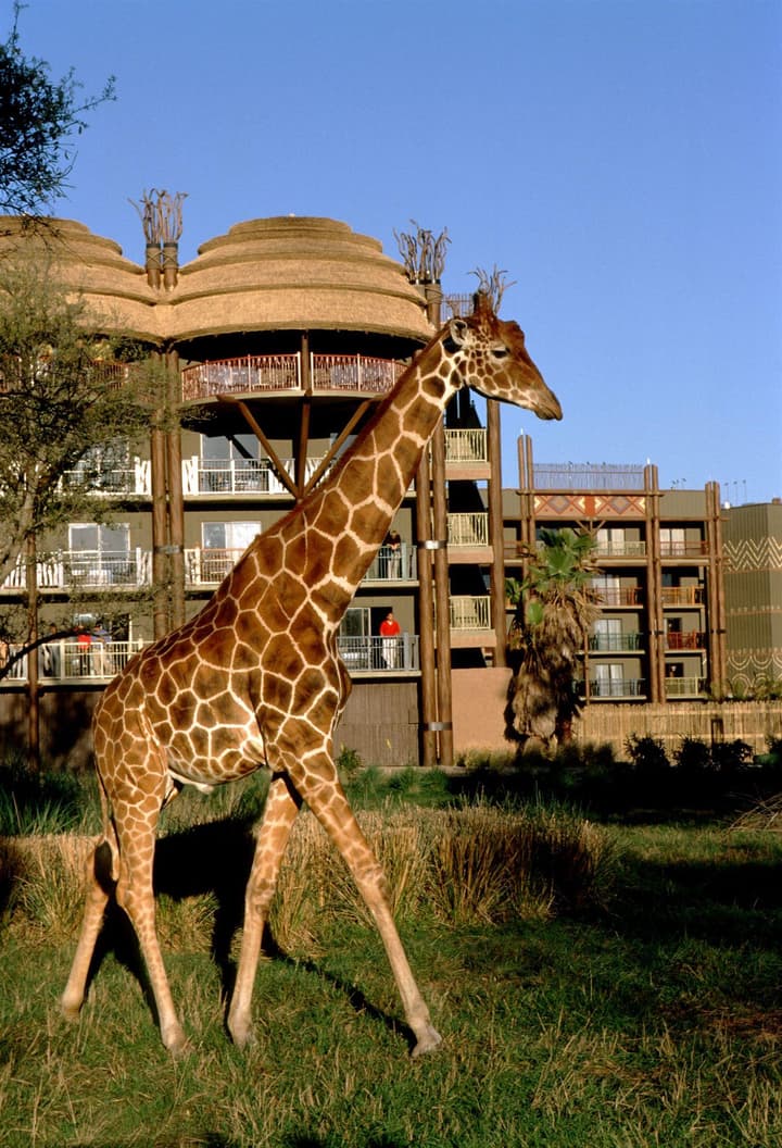 Disney's Animal Kingdom Lodge
