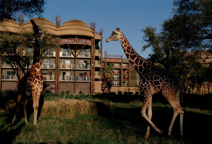 Disney's Animal Kingdom Lodge