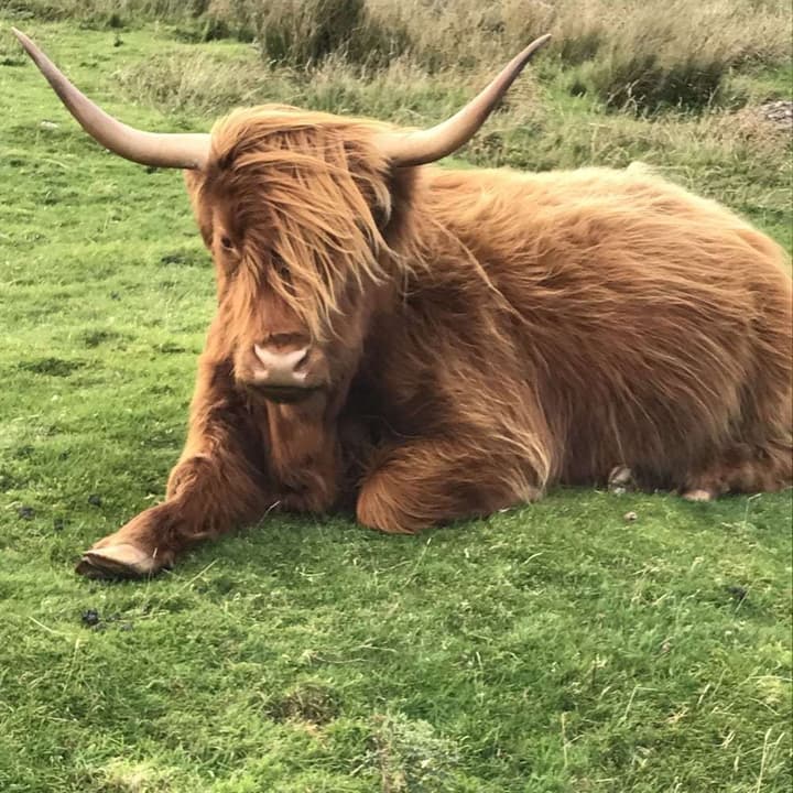 WEST HIGHLAND WAY HOTEL & CAMPSITE